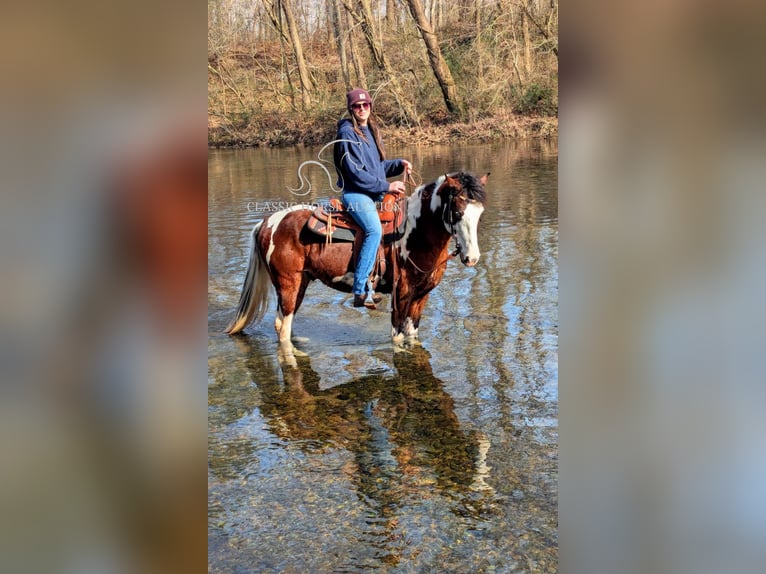 Caballo de silla manchada Caballo castrado 9 años 142 cm Tobiano-todas las-capas in Spencer, TN