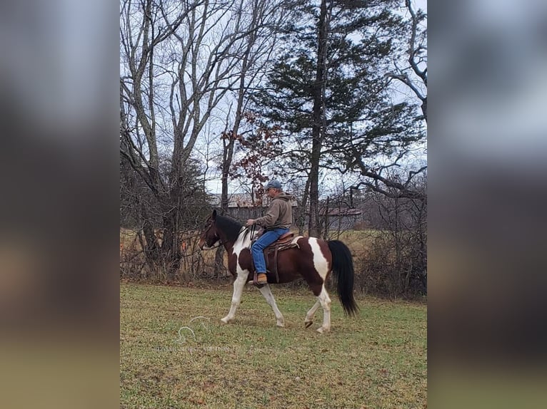 Caballo de silla manchada Caballo castrado 9 años 152 cm Castaño rojizo in Mc Kee, KY