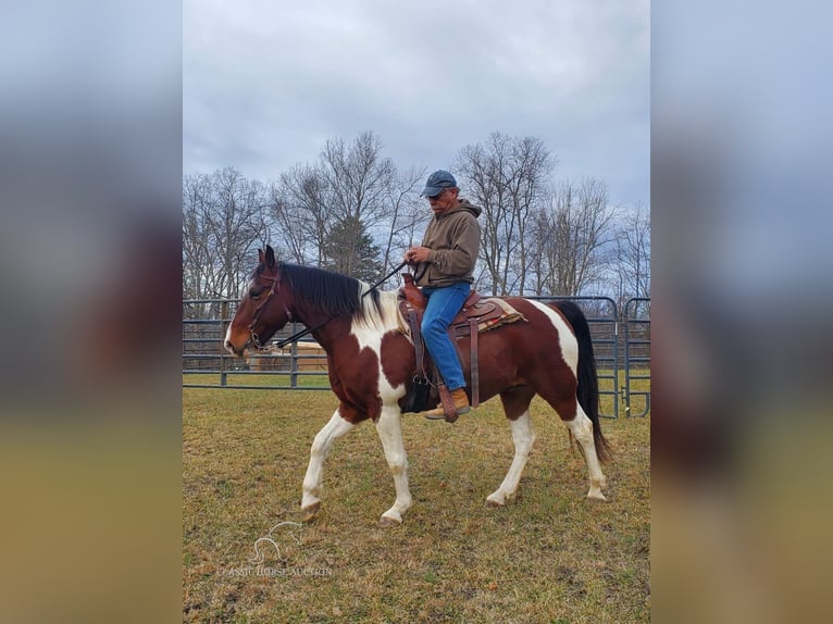 Caballo de silla manchada Caballo castrado 9 años 152 cm Castaño rojizo in Mc Kee, KY