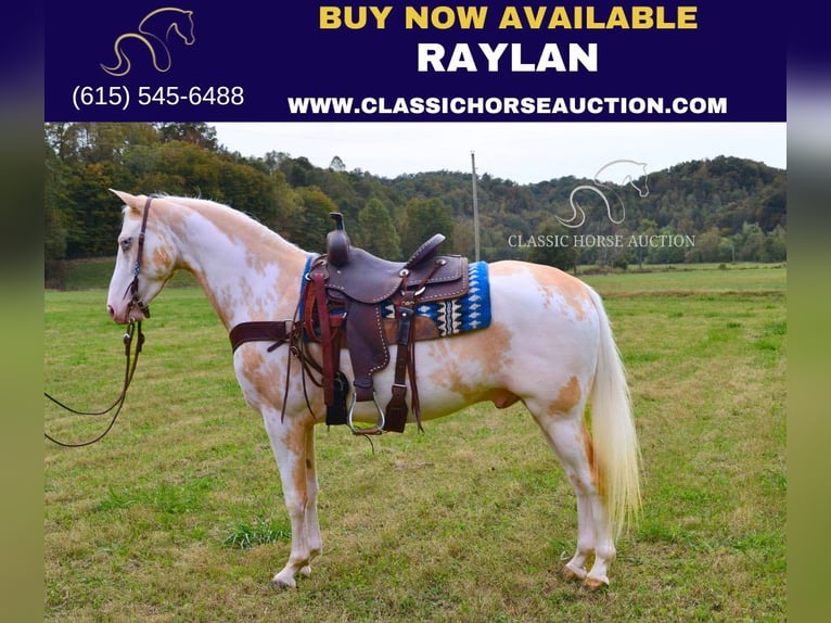 Caballo de silla manchada Caballo castrado 9 años 152 cm Palomino in Salyersville, KY