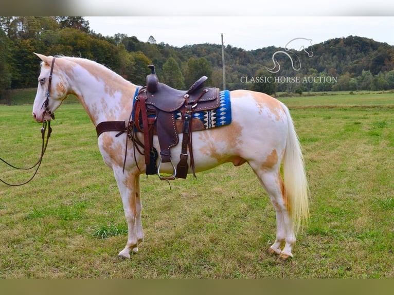 Caballo de silla manchada Caballo castrado 9 años 152 cm Palomino in Salyersville, KY