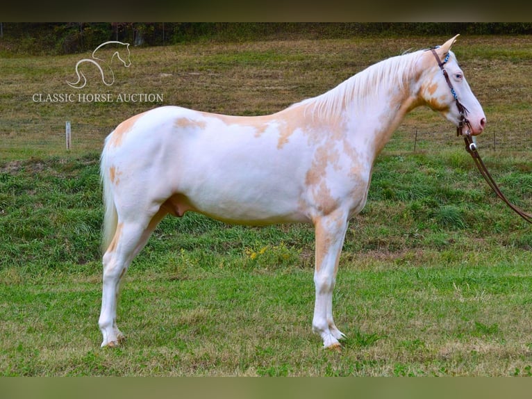 Caballo de silla manchada Caballo castrado 9 años 152 cm Palomino in Salyersville, KY