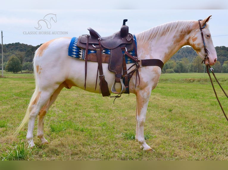 Caballo de silla manchada Caballo castrado 9 años 152 cm Palomino in Salyersville, KY