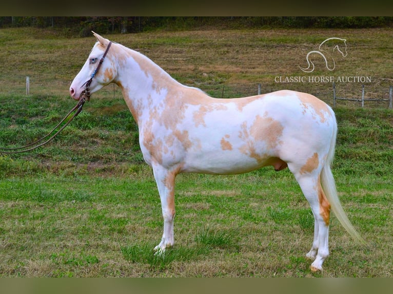 Caballo de silla manchada Caballo castrado 9 años 152 cm Palomino in Salyersville, KY