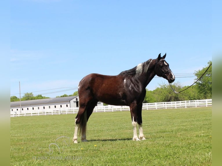 Caballo de silla manchada Caballo castrado 9 años 152 cm Tobiano-todas las-capas in Lewisburg,TN