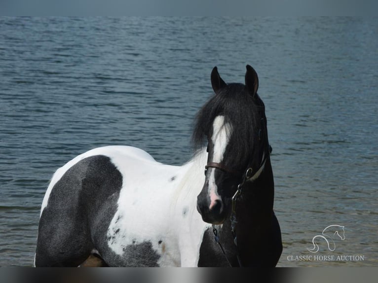 Caballo de silla manchada Caballo castrado 9 años 152 cm Tobiano-todas las-capas in Hustonville, KY