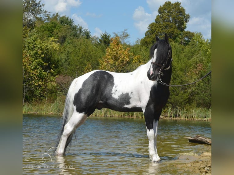 Caballo de silla manchada Caballo castrado 9 años 152 cm Tobiano-todas las-capas in Hustonville, KY