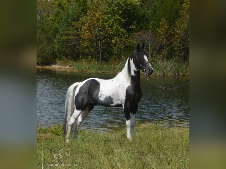 Caballo de silla manchada Caballo castrado 9 años 152 cm Tobiano-todas las-capas in Hustonville, KY