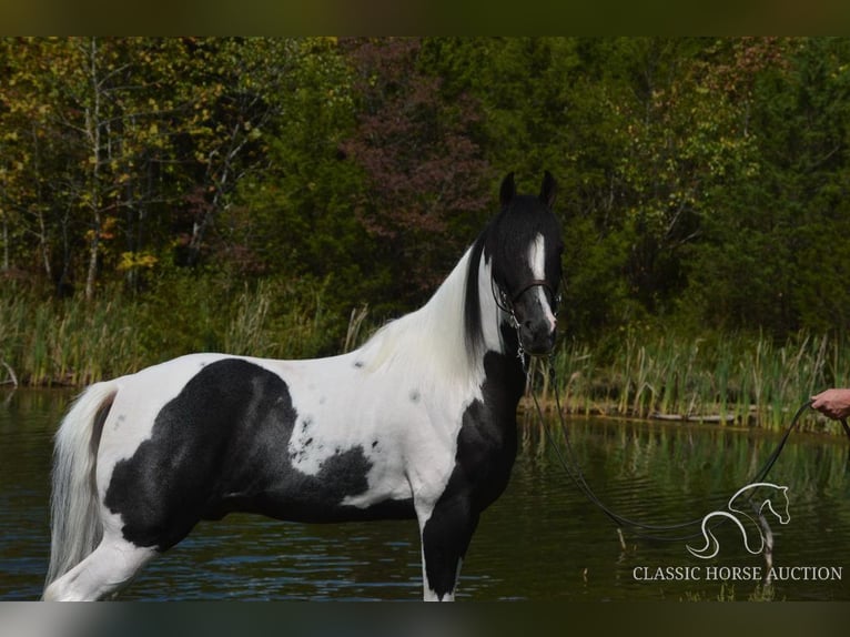 Caballo de silla manchada Caballo castrado 9 años 152 cm Tobiano-todas las-capas in Hustonville, KY