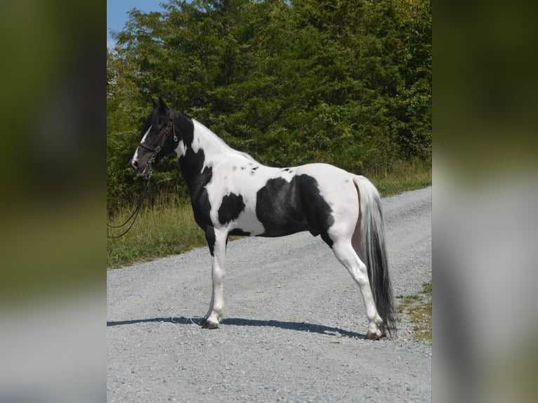 Caballo de silla manchada Caballo castrado 9 años 152 cm Tobiano-todas las-capas in Hustonville, KY