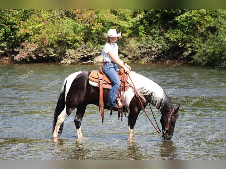 Caballo de silla manchada Caballo castrado 9 años 155 cm Negro in Shippenville