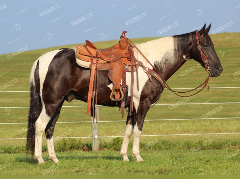 Caballo de silla manchada Caballo castrado 9 años 155 cm Negro in Shippenville