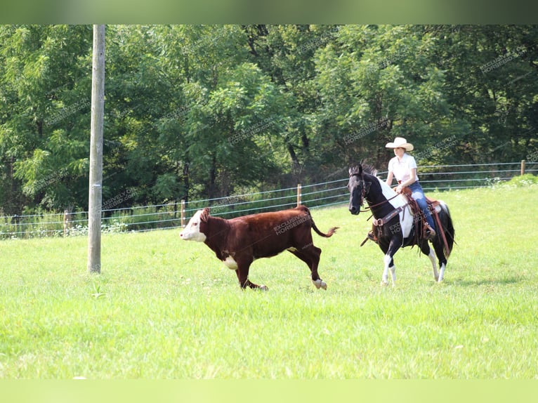 Caballo de silla manchada Caballo castrado 9 años 155 cm Negro in Shippenville