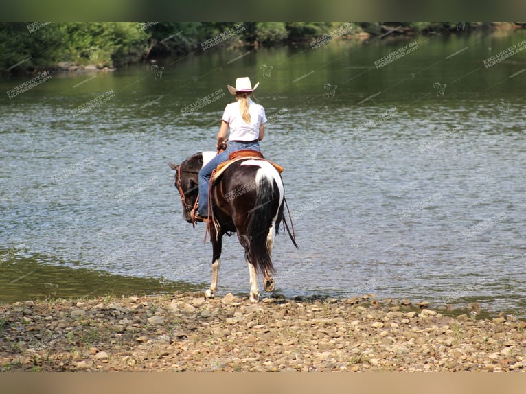 Caballo de silla manchada Caballo castrado 9 años 155 cm Negro in Shippenville