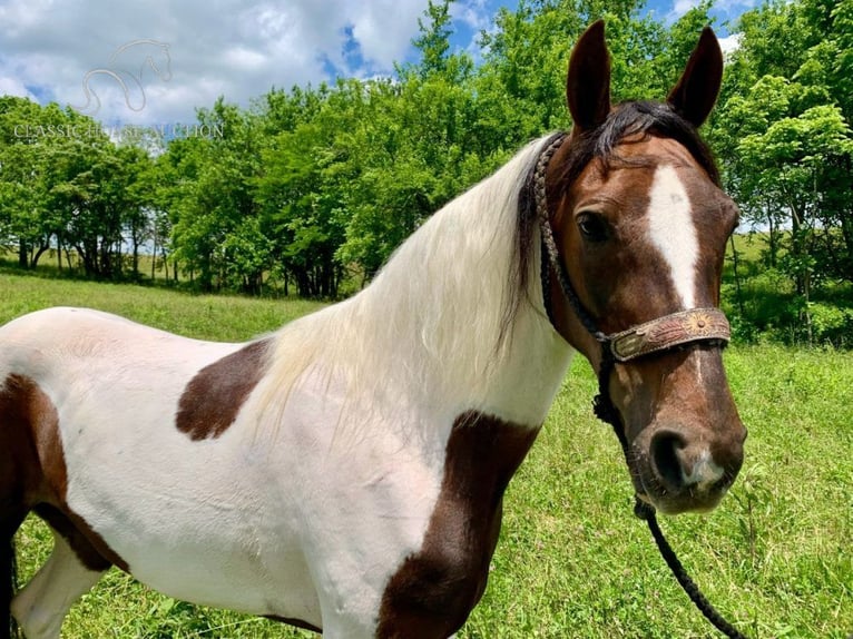 Caballo de silla manchada Yegua 10 años 142 cm Tobiano-todas las-capas in Winchester,Ky