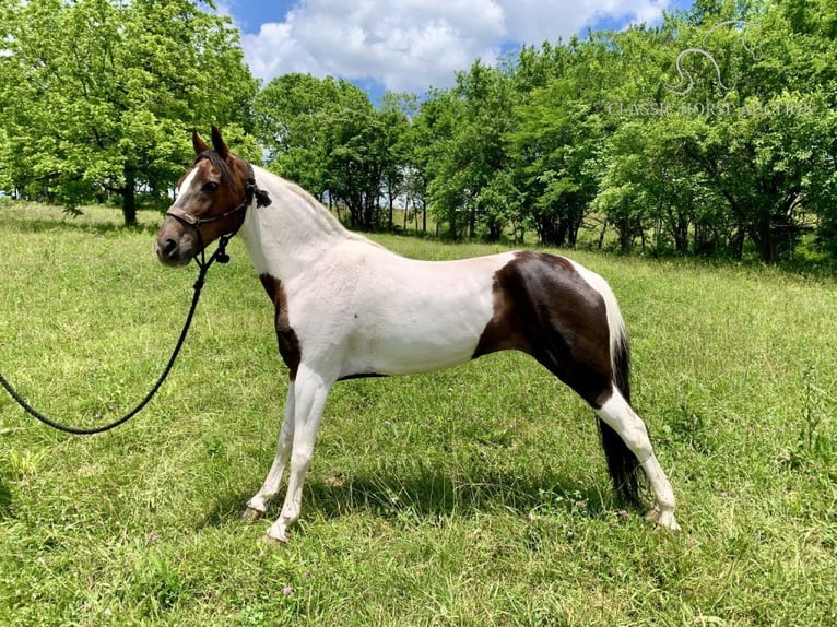 Caballo de silla manchada Yegua 10 años 142 cm Tobiano-todas las-capas in Winchester,Ky