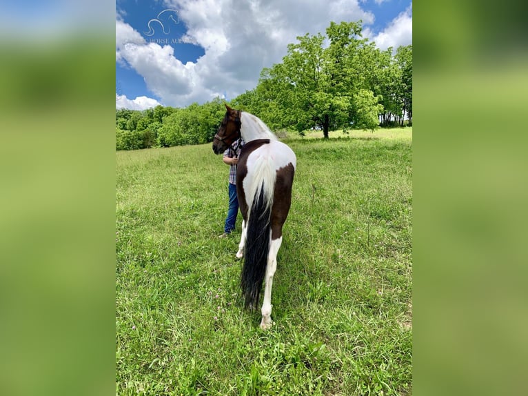 Caballo de silla manchada Yegua 10 años 142 cm Tobiano-todas las-capas in Winchester,Ky