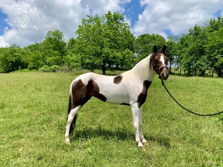 Caballo de silla manchada Yegua 10 años 142 cm Tobiano-todas las-capas in Winchester,Ky