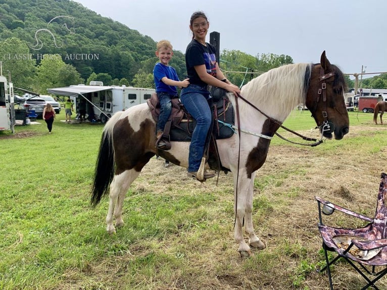 Caballo de silla manchada Yegua 10 años 142 cm Tobiano-todas las-capas in Winchester,Ky