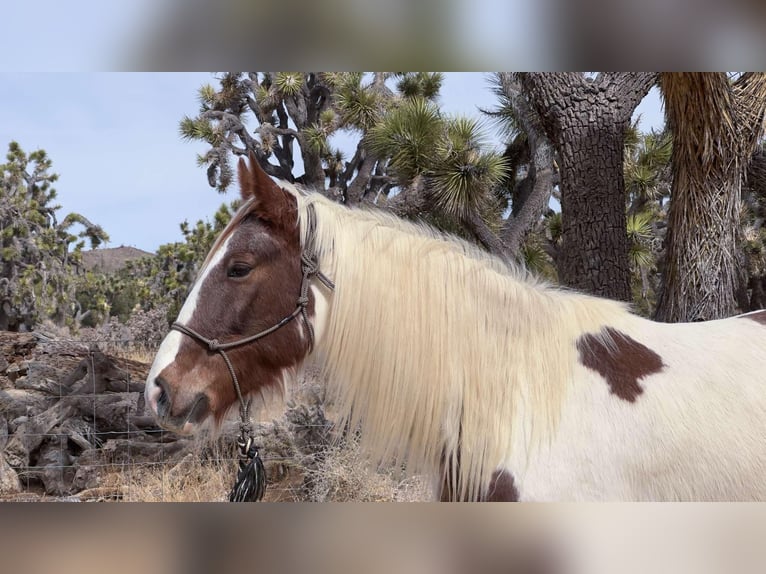 Caballo de silla manchada Yegua 10 años 163 cm Tobiano-todas las-capas in Pioneertown CA