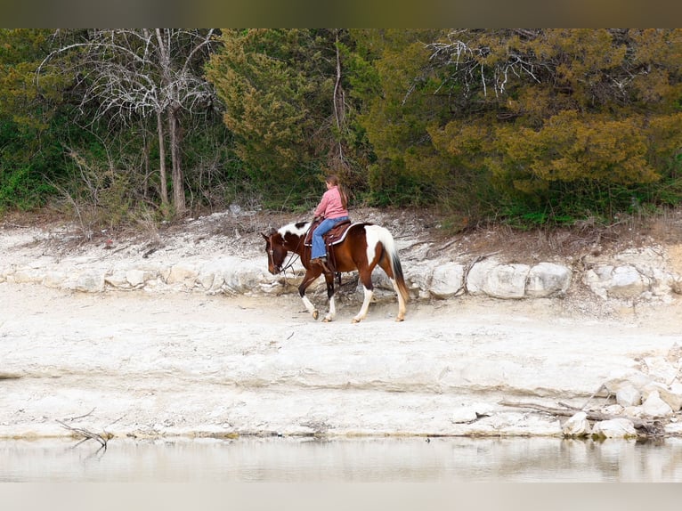 Caballo de silla manchada Yegua 12 años 157 cm Pío in Forney