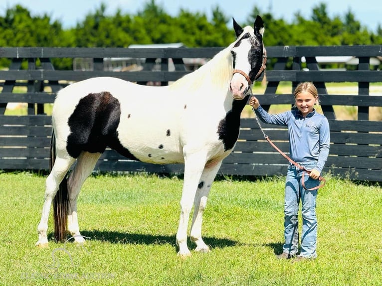 Caballo de silla manchada Yegua 13 años 142 cm Tobiano-todas las-capas in Fort Pierce, FL