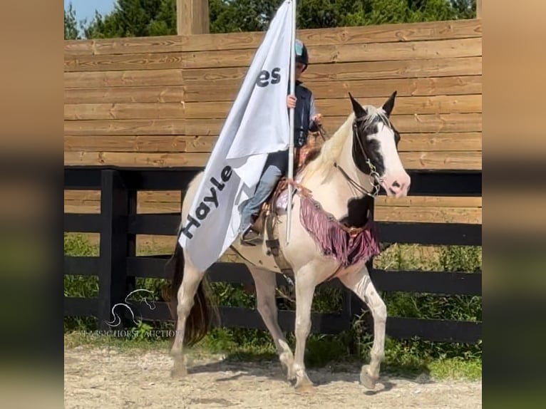 Caballo de silla manchada Yegua 13 años 142 cm Tobiano-todas las-capas in Fort Pierce, FL