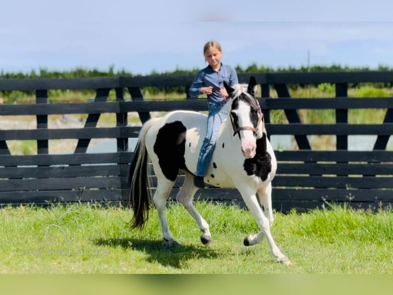 Caballo de silla manchada Yegua 13 años 142 cm Tobiano-todas las-capas in Fort Pierce, FL