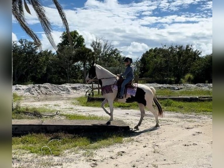 Caballo de silla manchada Yegua 14 años 142 cm Tobiano-todas las-capas in Fort Pierce, FL