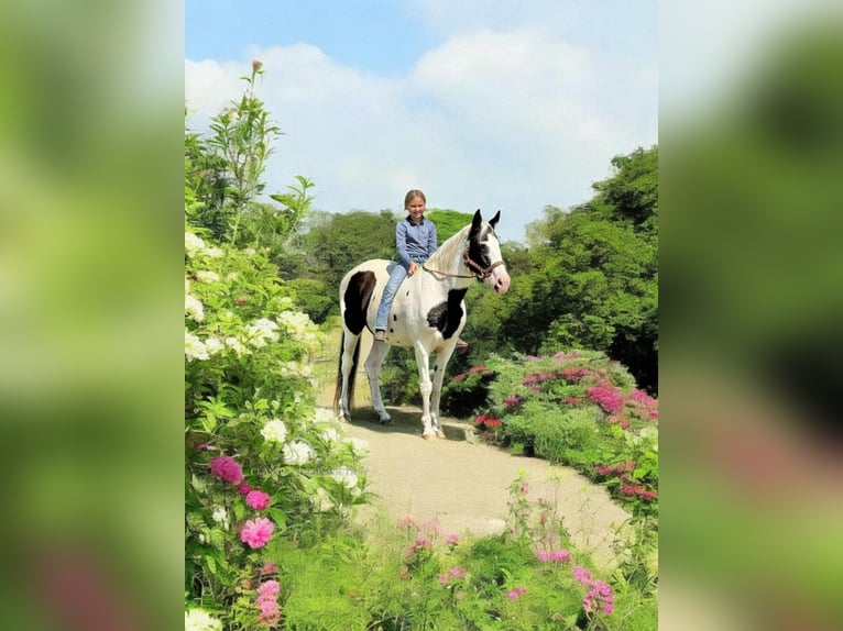 Caballo de silla manchada Yegua 14 años 142 cm Tobiano-todas las-capas in Fort Pierce, FL