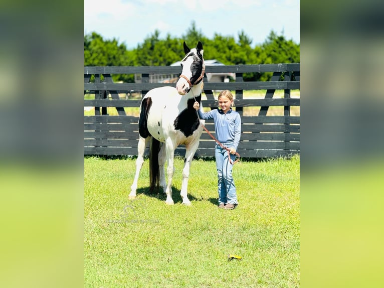 Caballo de silla manchada Yegua 14 años 142 cm Tobiano-todas las-capas in Fort Pierce, FL