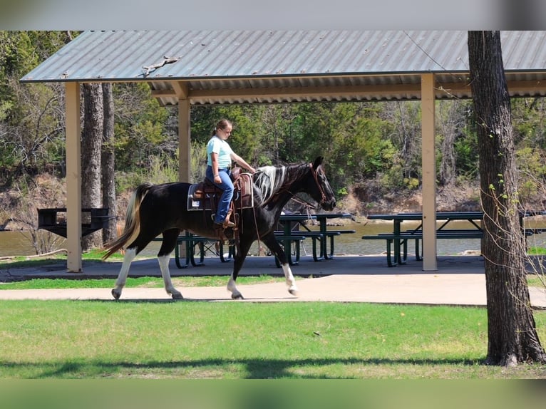 Caballo de silla manchada Yegua 14 años 152 cm Pío in Forney