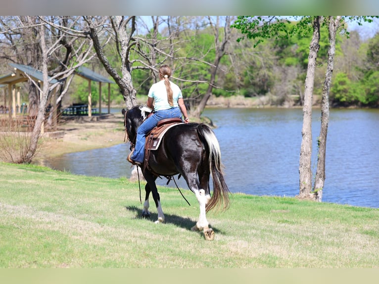 Caballo de silla manchada Yegua 14 años 152 cm Pío in Forney