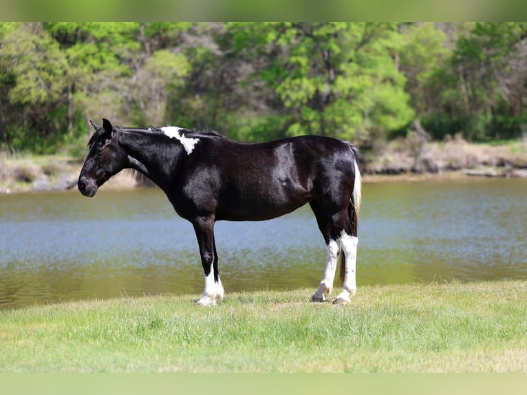 Caballo de silla manchada Yegua 14 años 152 cm Pío in Forney