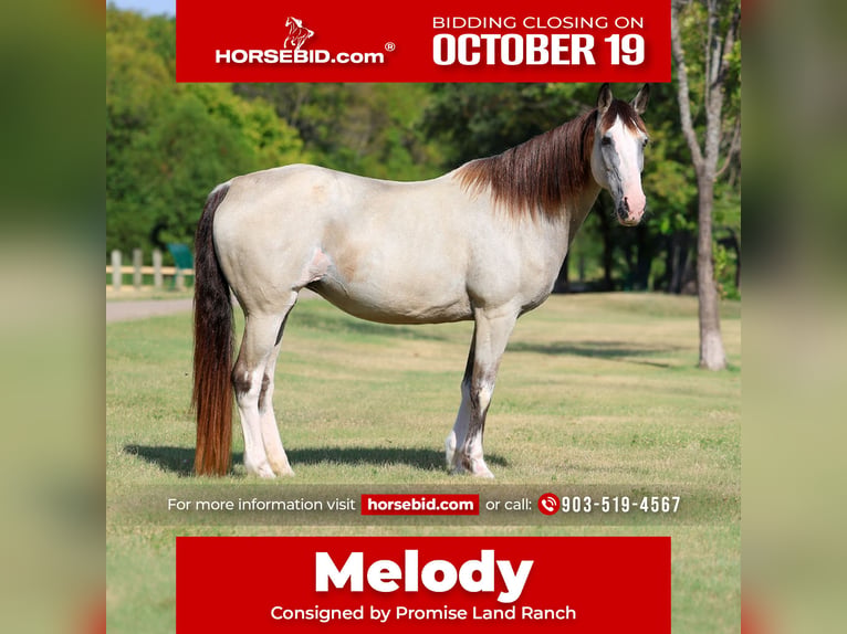 Caballo de silla manchada Yegua 14 años Pío in Terrell