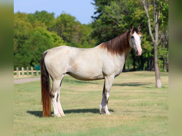 Caballo de silla manchada Yegua 14 años Pío in Terrell