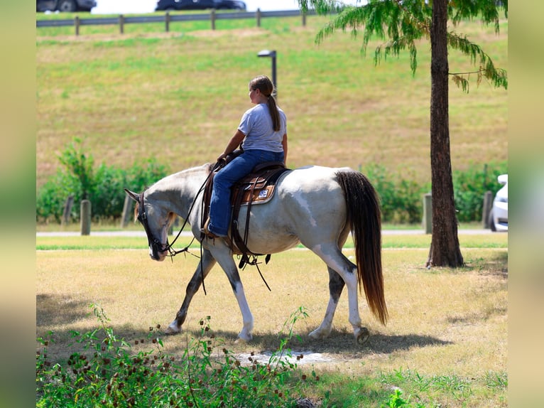 Caballo de silla manchada Yegua 14 años Pío in Terrell