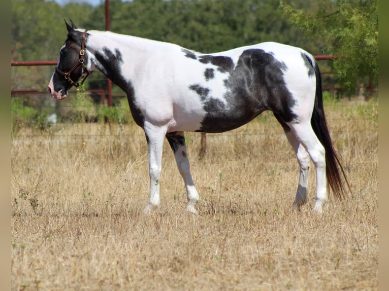 Caballo de silla manchada Yegua 15 años Negro in Stephenville, TX