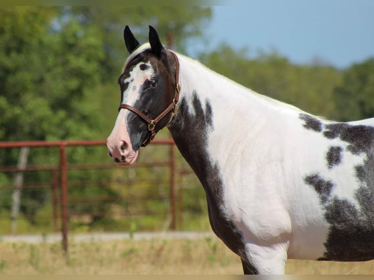 Caballo de silla manchada Yegua 15 años Negro in Stephenville, TX