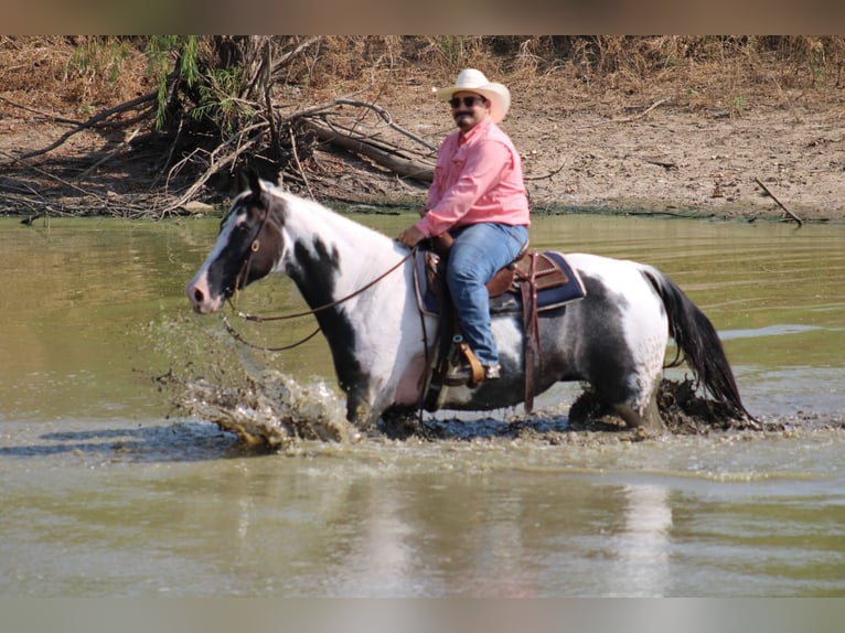 Caballo de silla manchada Yegua 15 años Negro in Stephenville, TX