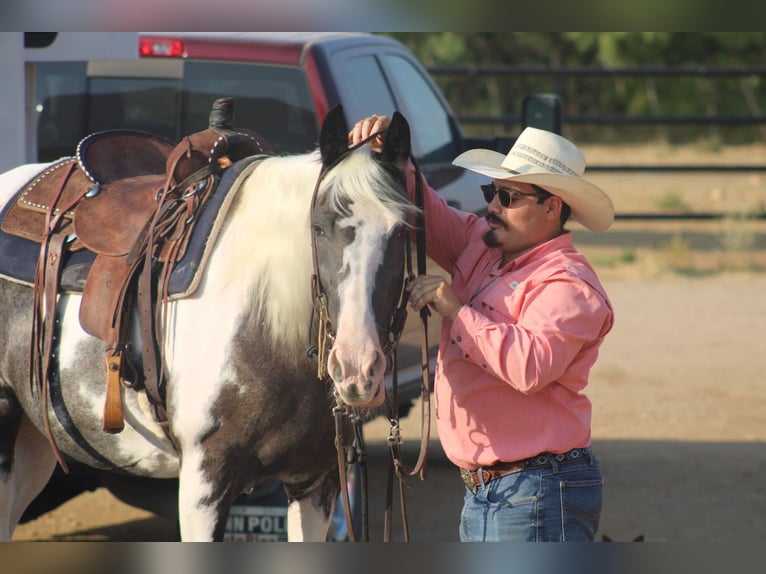 Caballo de silla manchada Yegua 15 años Negro in Stephenville, TX