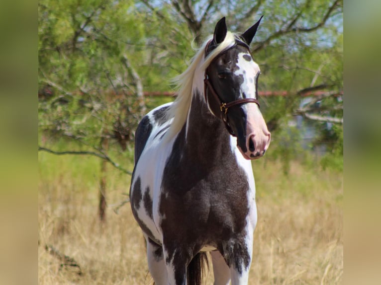 Caballo de silla manchada Yegua 15 años Negro in Stephenville, TX