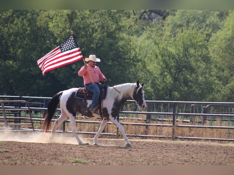 Caballo de silla manchada Yegua 15 años Negro in Stephenville, TX