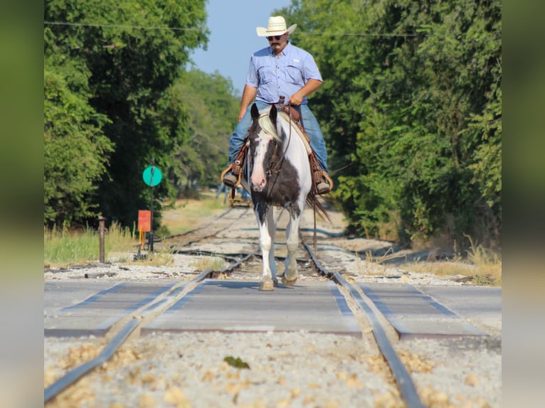 Caballo de silla manchada Yegua 15 años Negro in Stephenville, TX