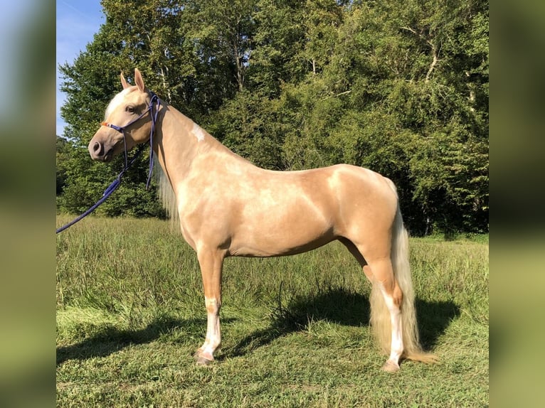 Caballo de silla manchada Yegua 3 años 142 cm Palomino in Rockholds, KY