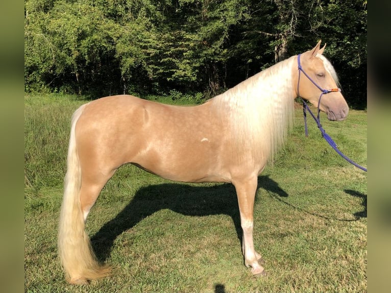 Caballo de silla manchada Yegua 3 años 142 cm Palomino in Rockholds, KY