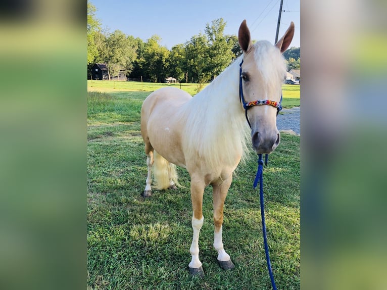 Caballo de silla manchada Yegua 4 años 142 cm Palomino in Rockholds, KY