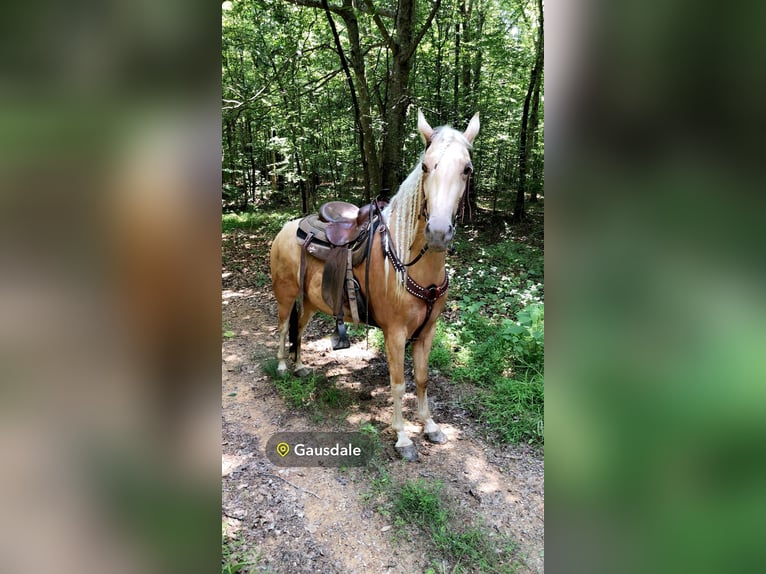 Caballo de silla manchada Yegua 4 años 142 cm Palomino in Rockholds, KY