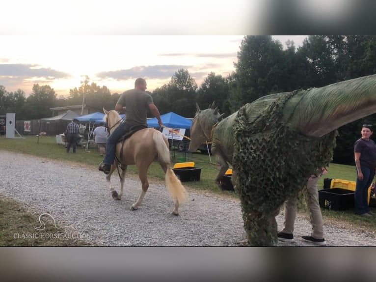 Caballo de silla manchada Yegua 4 años 142 cm Palomino in Rockholds, KY