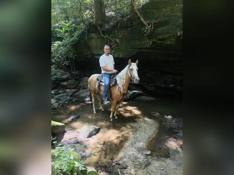 Caballo de silla manchada Yegua 4 años 142 cm Palomino in Rockholds, KY